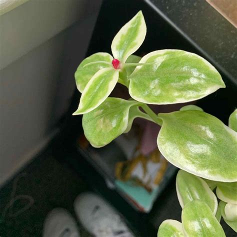 Propagating Baby Sun Rose: The Ultimate Guide