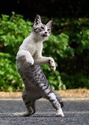 Image result for Unquie Cute Cats