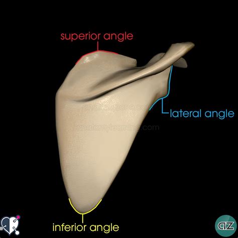 Scapula | AnatomyZone