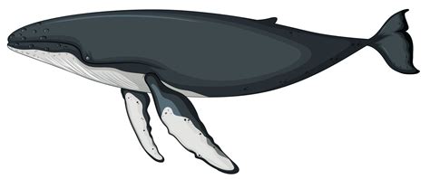 A whale character on white background 519315 Vector Art at Vecteezy