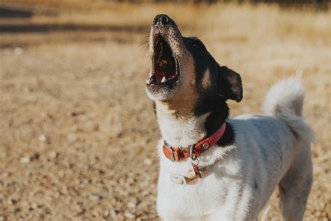 Does Your Church Have Barking Dogs? - Lewis Center for Church Leadership