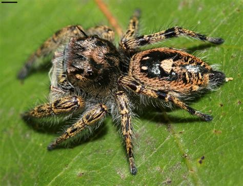 Phidippus (Phidippus) - Picture Insect