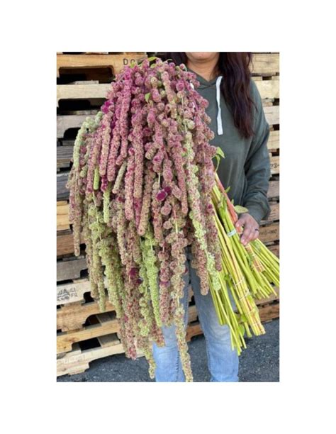 Hanging Amaranthus