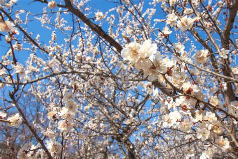 开花的树木美丽的大自然与树和太阳上的花朵春暖花开晴天抽高清图片下载-正版图片506488092-摄图网