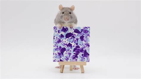 This weeks miniature paw paintings by my incredible pet rats! : r/Animals