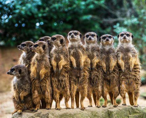 Image result for Multiplicity Lab