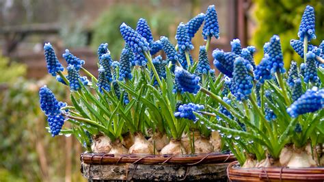 How to plant hyacinth bulbs the right way for bright blooms | Ideal Home
