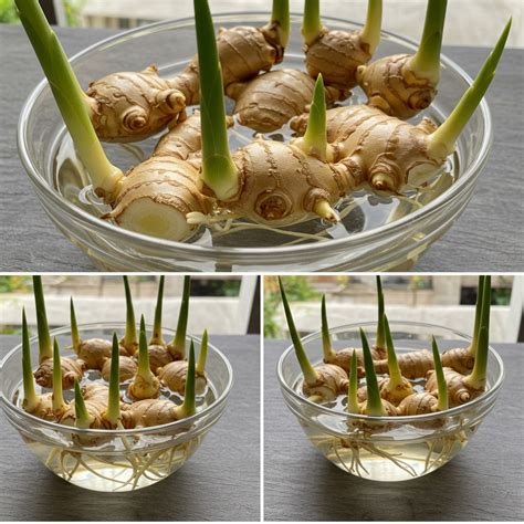 The Ultimate Guide to Growing Fresh Ginger at Home—Harvest All Year ...