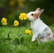Image result for Pet Rabbits Product