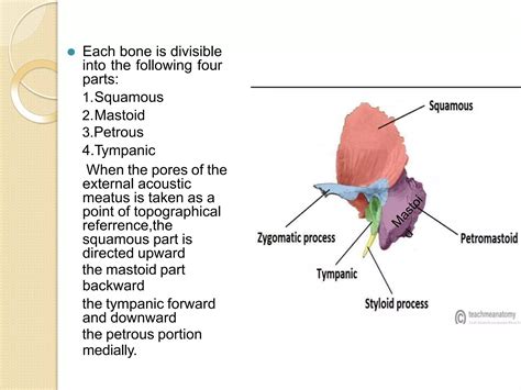 Temporal Bone anatomy ppt.pptx