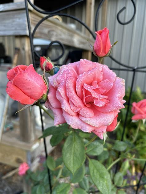 America Climbing Rose | Fragrant Rose Plant – Heirloom Roses
