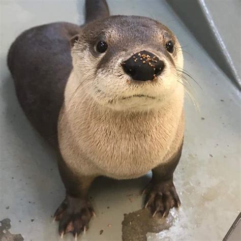 What species of otter is this little guy? : r/Otters