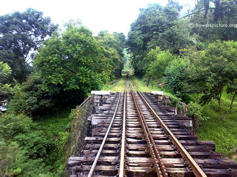 Ooty, Ooty botanical Garden, Nilgiri hills, Ooty Railway, Nature of Ooty