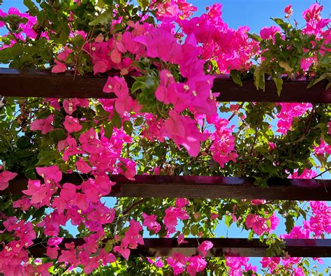 What to do with bougainvillea in the fall – expert…