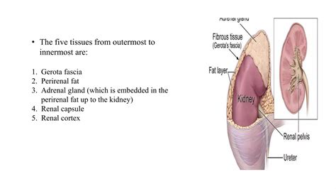 RENAL CELL CARCINOMA.pptx