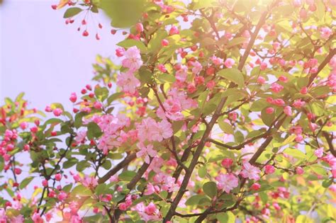 春天风景 Spring Wallpapers 13高清图片下载(素材ID:1582761)_-风景壁纸-高清图库_ 第一素材网 1SUCAI.COM