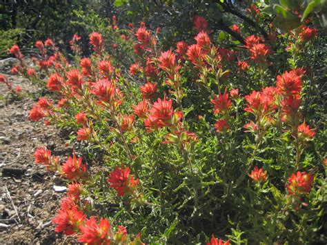 Indian Paintbrush Flowers in California