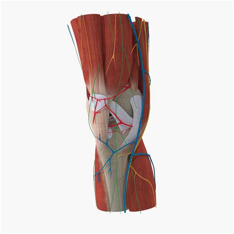 Knee Human Anatomy 3D Model $149 - .3ds .blend .c4d .fbx .max .ma .lxo .obj - Free3D