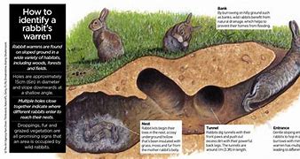 Image result for Rabbit Burrow Inside