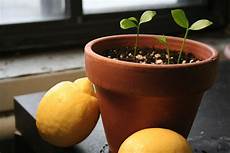 limoni in vaso concimazione come coltivare i limoni in vaso lifegate limoni in vaso concimazione come coltivare i limoni in vaso lifegate