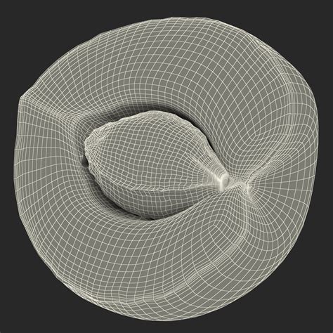 3D Apricot Cross Section 2 model | 3D Molier International
