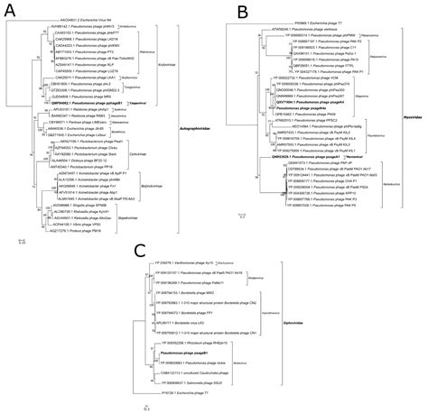 Molecular Characterization and Taxonomic Assignment of Three Phage ...