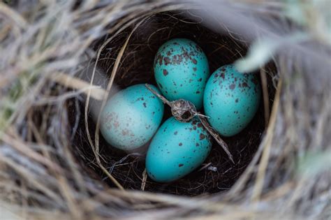 What Color Are Blue Jay Eggs