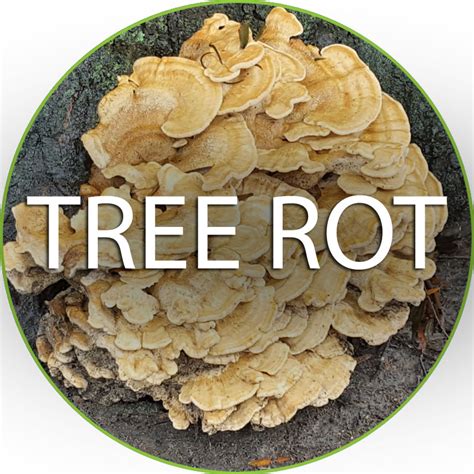 Image result for Tree Rot Infection
