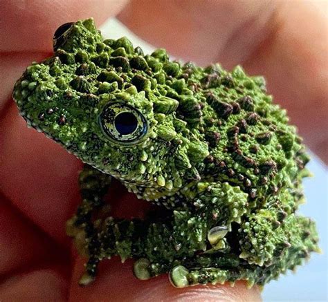 Image result for vietnamese mossy frog