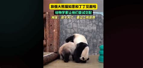 旅俄大熊猫“如意”“丁丁”已完成“第一次亲密接触”