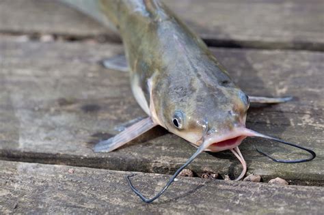 Fish Channel Catfish