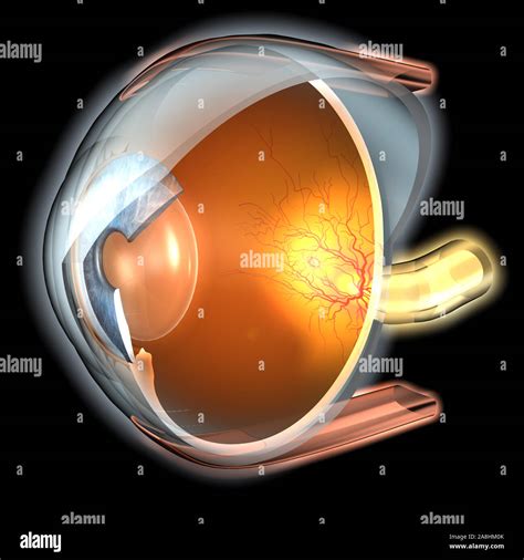 medically 3D illustration showing human eye with pupil, iris, lens ...