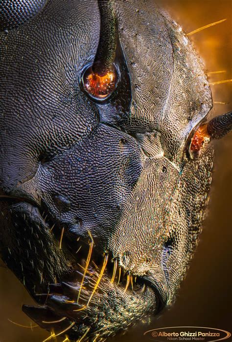 Close-up of an ant : r/antswork