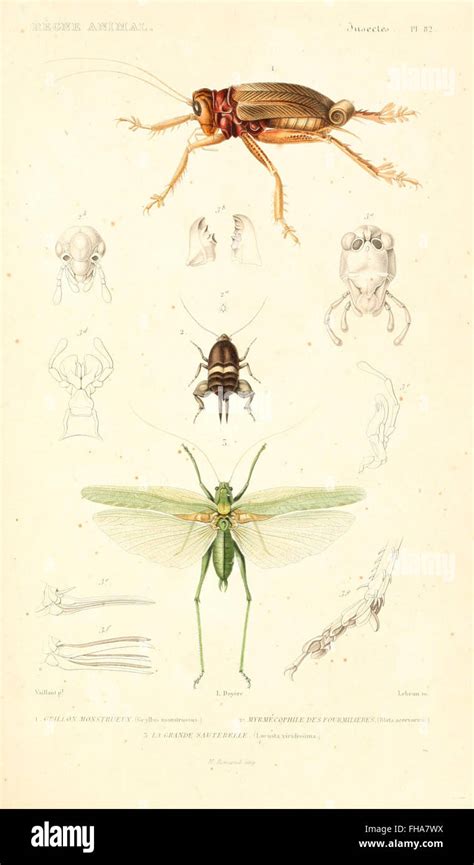 Zoological Classification 的图像结果