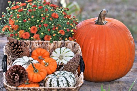 Pumpkins And Fall Flowers Free Stock Photo - Public Domain Pictures