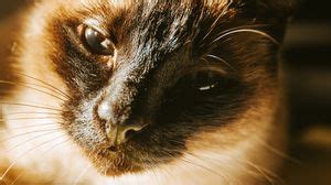 Siamese cat wallpapers hd, desktop backgrounds, images and pictures