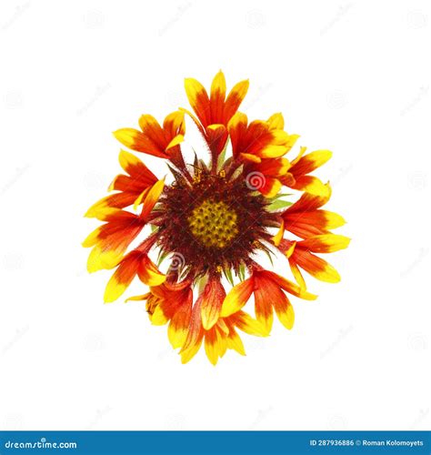 Red-yellow Flower on a White Background. Stock Photo - Image of produce ...