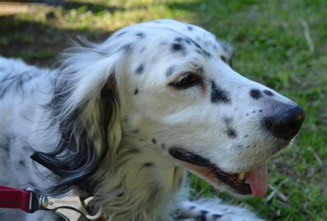 Gundog rescue Claire: Three English Setters