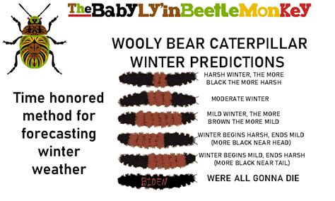 wooly bear forecast in 2022 | Woolly bear, Mild winter, Harsh times