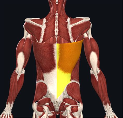 The Lats - Stretchfit Studio | Assisted Stretching Australia