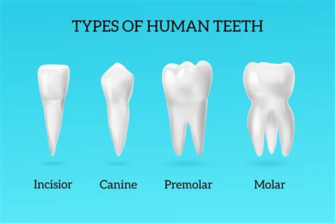 The 4 Types of Teeth and Why Do We Have Them – Whitehorse Dental Blackburn