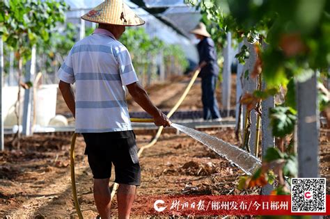 图|宜章果农抗旱保收-郴州新闻网