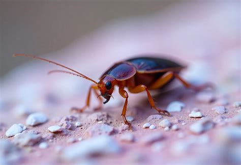 Cockroach & Insect Defense – Oxygen Pest