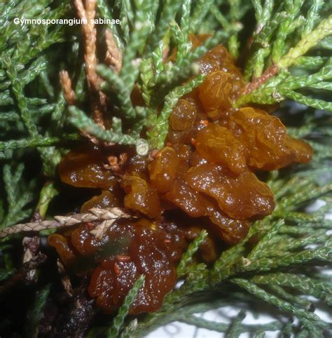 Image result for weißdorn gitterrost