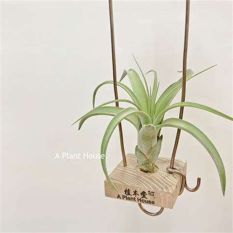Tillandsia Curly Polly – APlantHouse