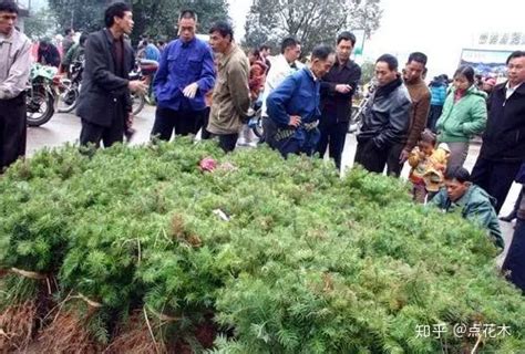 中国西部(周至)精品苗木花卉推介交易会开幕 - 每日头条