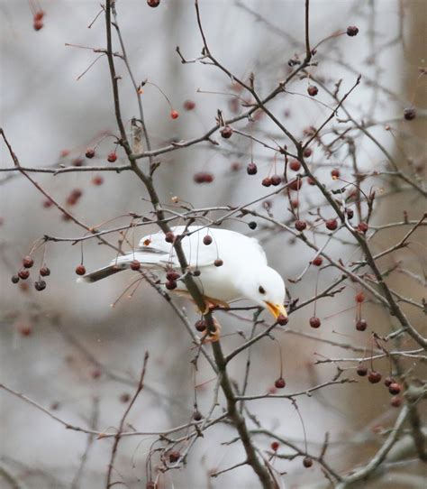 White wild turkeys, invasive plants, and poisonous snakes, oh my ...