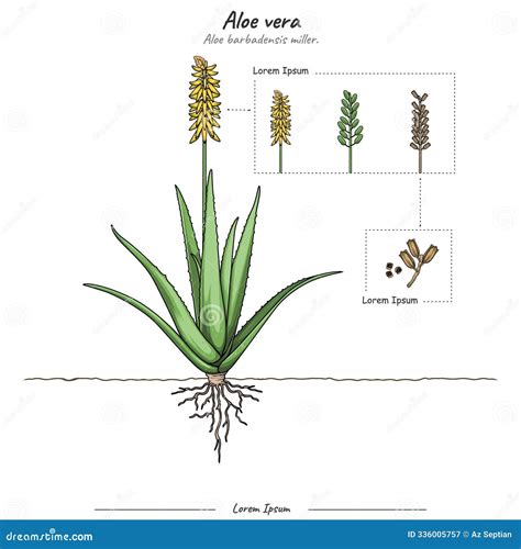 The Essential Guide To The Edible Parts Of Aloe Vera