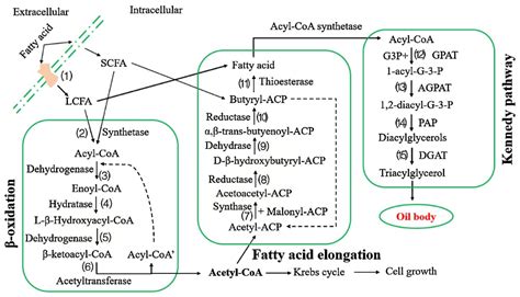 Preparation of Human Milk Fat Substitutes: A Review