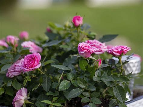 16 Roses That Thrive in Pots and Containers
